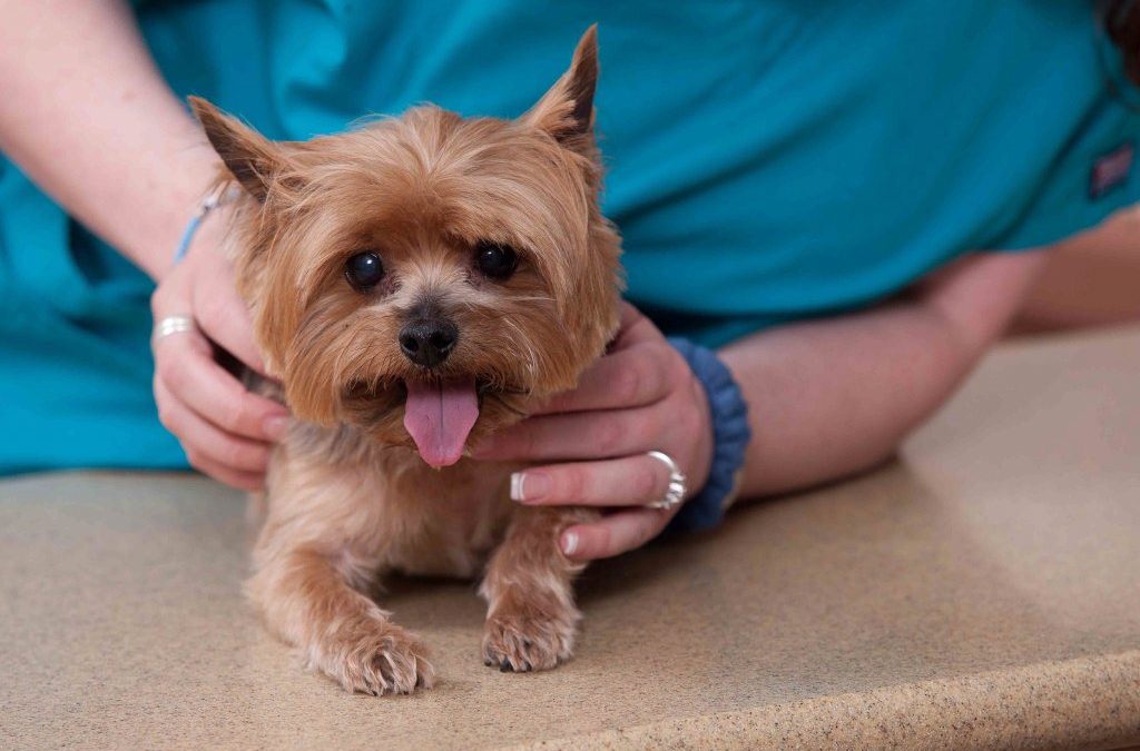 What’s the Big Deal About Fleas And Ticks?