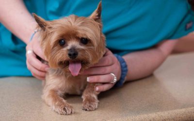 What’s the Big Deal About Fleas And Ticks?