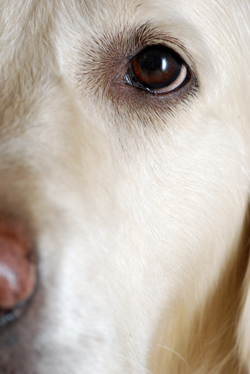 Dog eye
