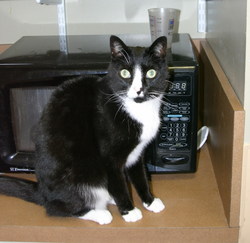 Keeping your Cat Healthy