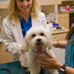 Keeping your Dog Healthy