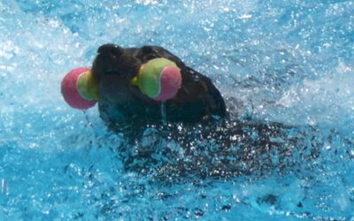 Summer Pet Care Tips