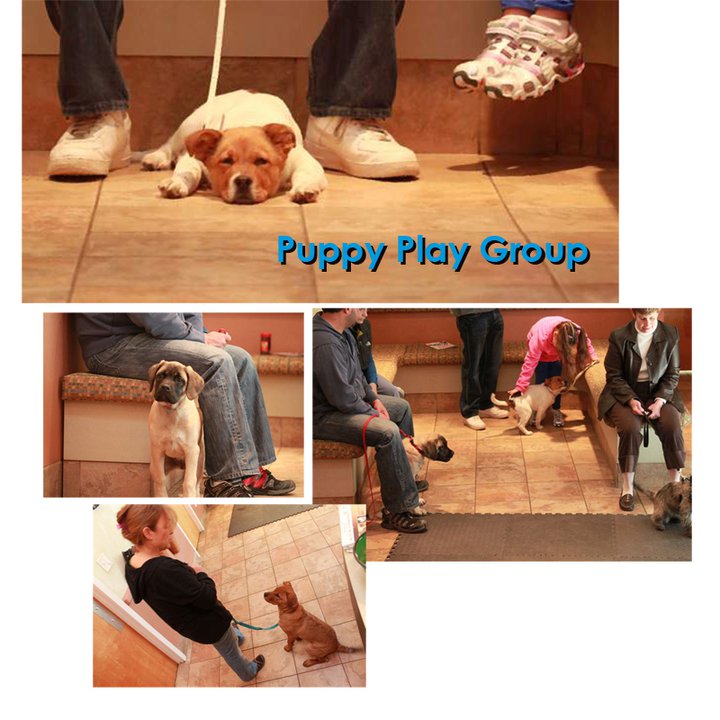 puppy-play-group-animal-medical-new-city