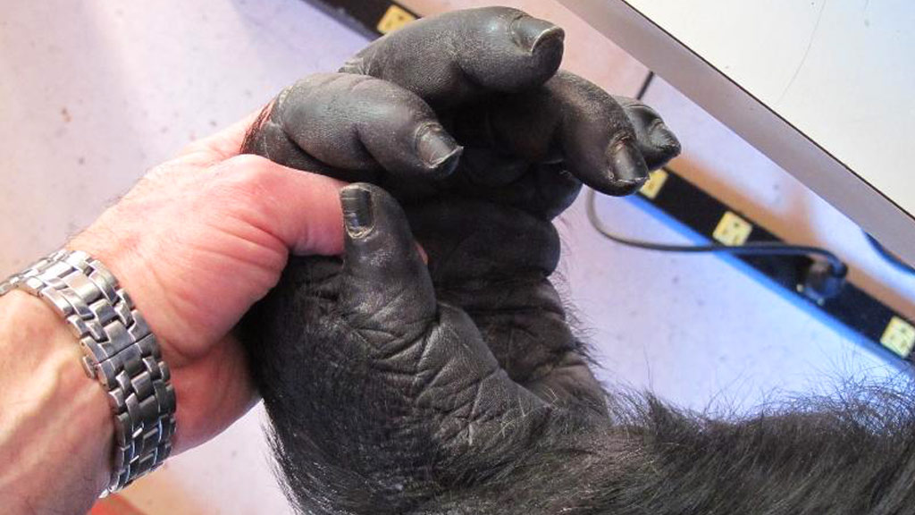 Animal Medical of New City Treated Koko, the Gorilla