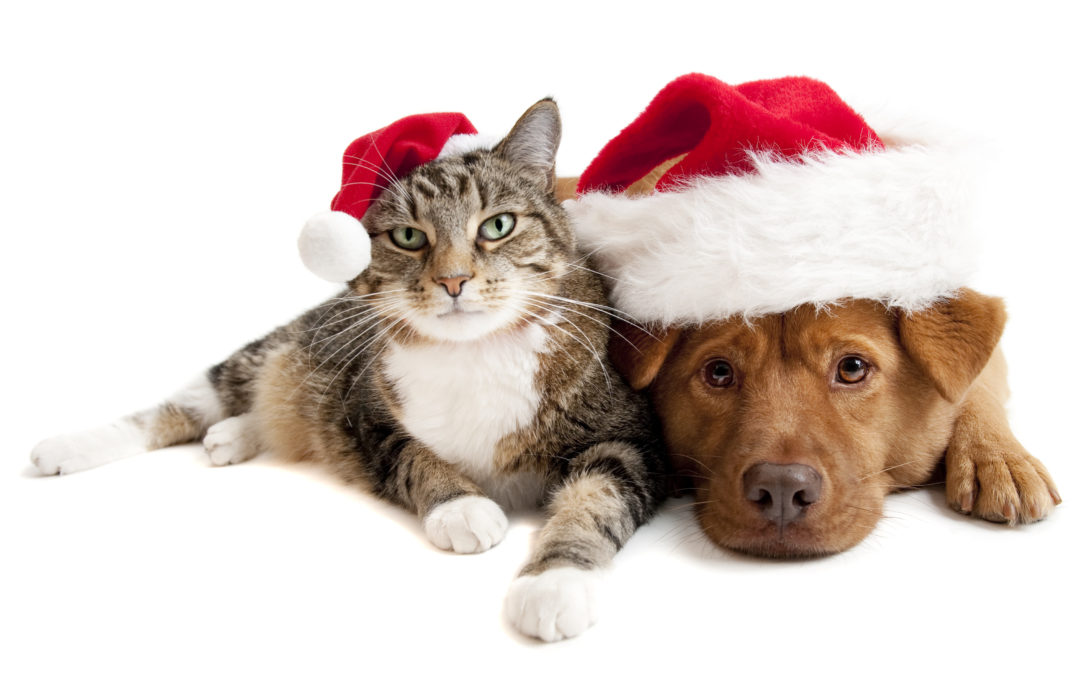 Keep Your Pet Safe During the Holiday
