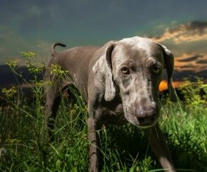 Halloween Pet Dangers To Look Out For