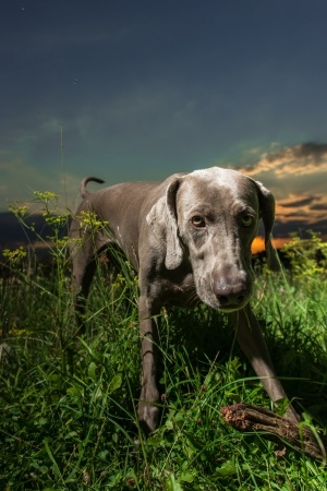 Halloween Pet Dangers To Look Out For