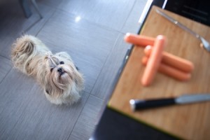 what food can I cook for my dog?