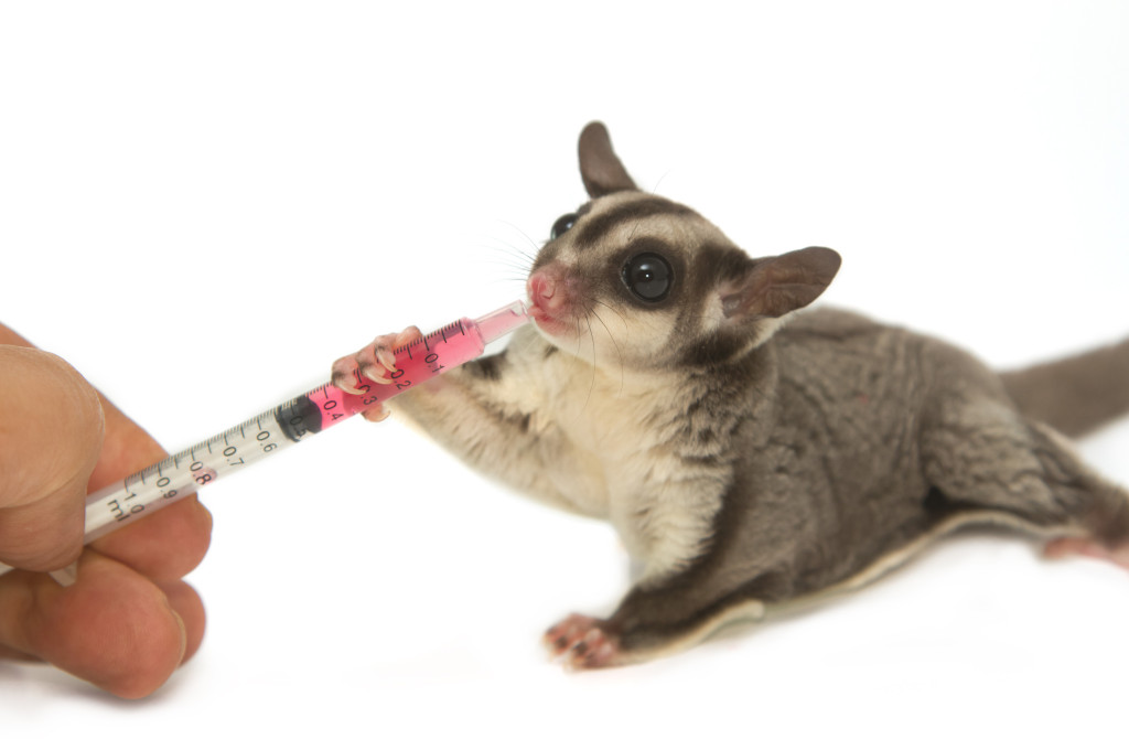 sugar glider Animal Medical New City