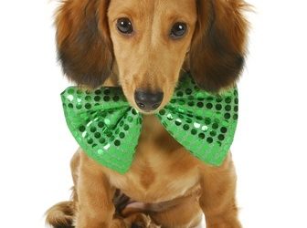St. Patrick’s Day Homemade Dog Treats