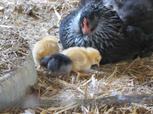 Hens with access to a rooster will lay fertilized eggs. They'll look or taste no different from non-fertilized eggs, but if a hen chooses to sit on those eggs for 21 days, something miraculous happens! Chicks raised naturally by moms are better adjusted, healthier and...yes, just plain adorable.