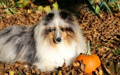 Homemade Treats for Dogs- Thanksgiving Meatballs!