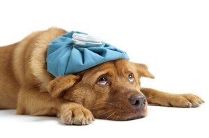 Animal Medical's list of things your dog shouldn't eat