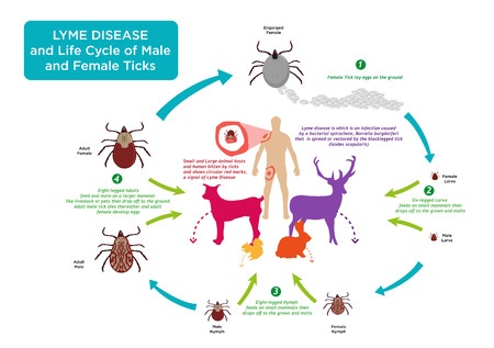 what is lyme disease and the life cycle of a tick