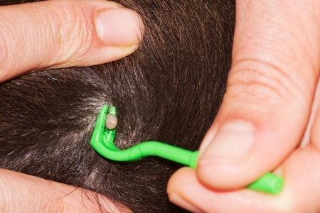 Animal Medical of New City teaches when ticks get on dogs