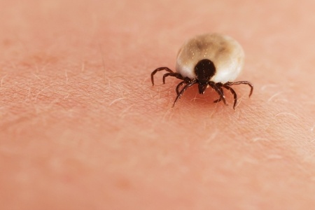 Ticks can get on people and on dogs all year round
