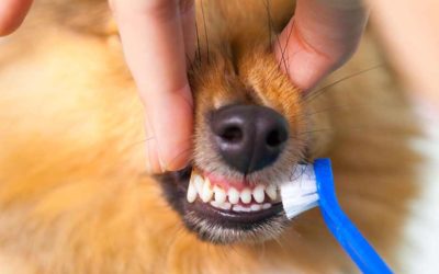 How To Brush My Pet’s Teeth: 4 Simple Steps