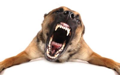 6 Breeds with the Worst Dental Disease