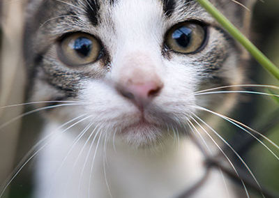 Spaying and Neutering in Cats