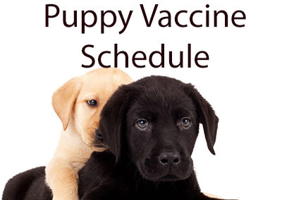 Puppy Vaccine Schedule