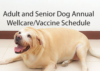 Adult and Senior Dog Vaccine Schedule
