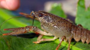 picture of marbled crawfish on Animal Medical of New City blog