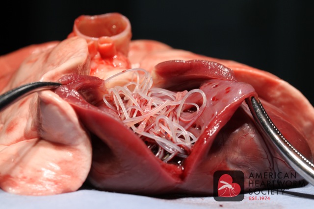 Heartworm specimen at Animal Medical of New City