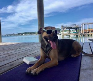 Potcake dog living in Caribbean