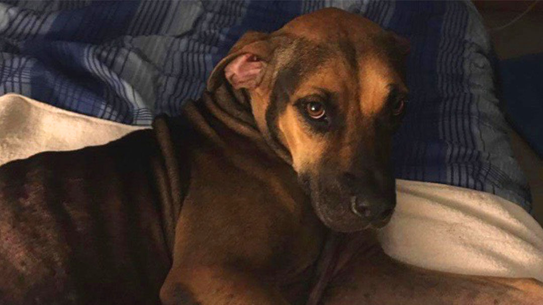 Arsenic Saved This Dog