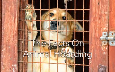 Animal Hoarding:  A mental illness with devastating consequences