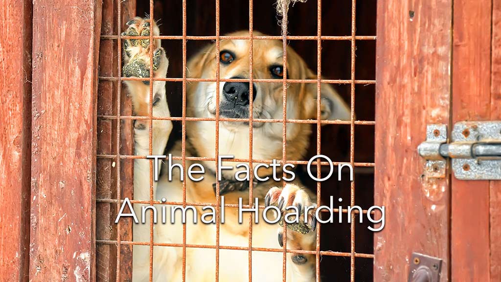 Animal Hoarding A mental illness with devastating consequences