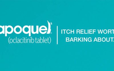 Apoquel: A new treatment option for your itchy dog