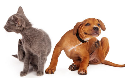Your Dog and Fleas