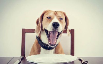 Dining with Your Dog In New York City?  It Could Happen Soon!