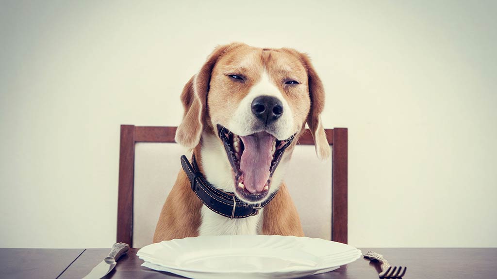 Dining with Your Dog In New York City? It Could Happen Soon!