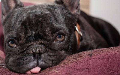 How to Get Your Pet to Lose Weight and Be Fit