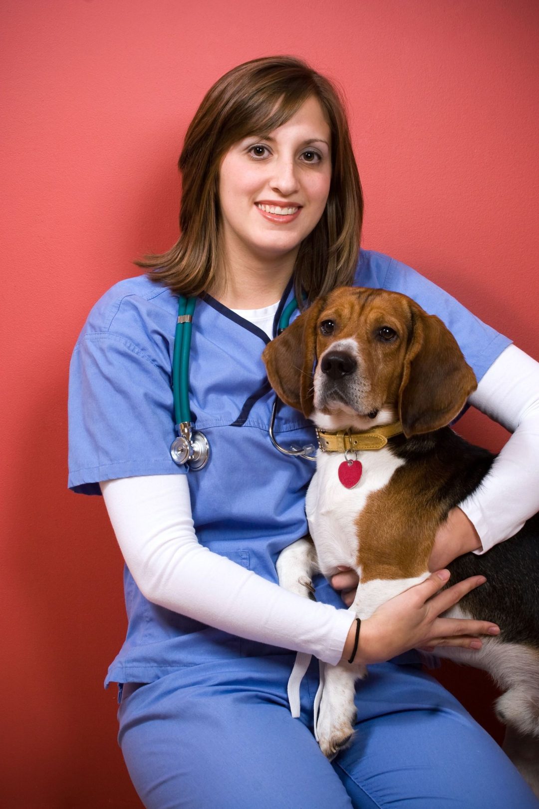 4854750 a veterinarian posing with a purebred beagle dog. Animal