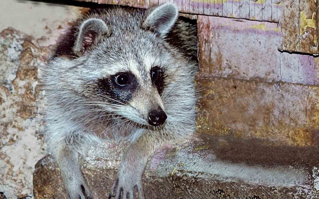 Why the NYC Distemper Outbreak Is Concerning