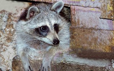 Why the NYC Distemper Outbreak Is Concerning