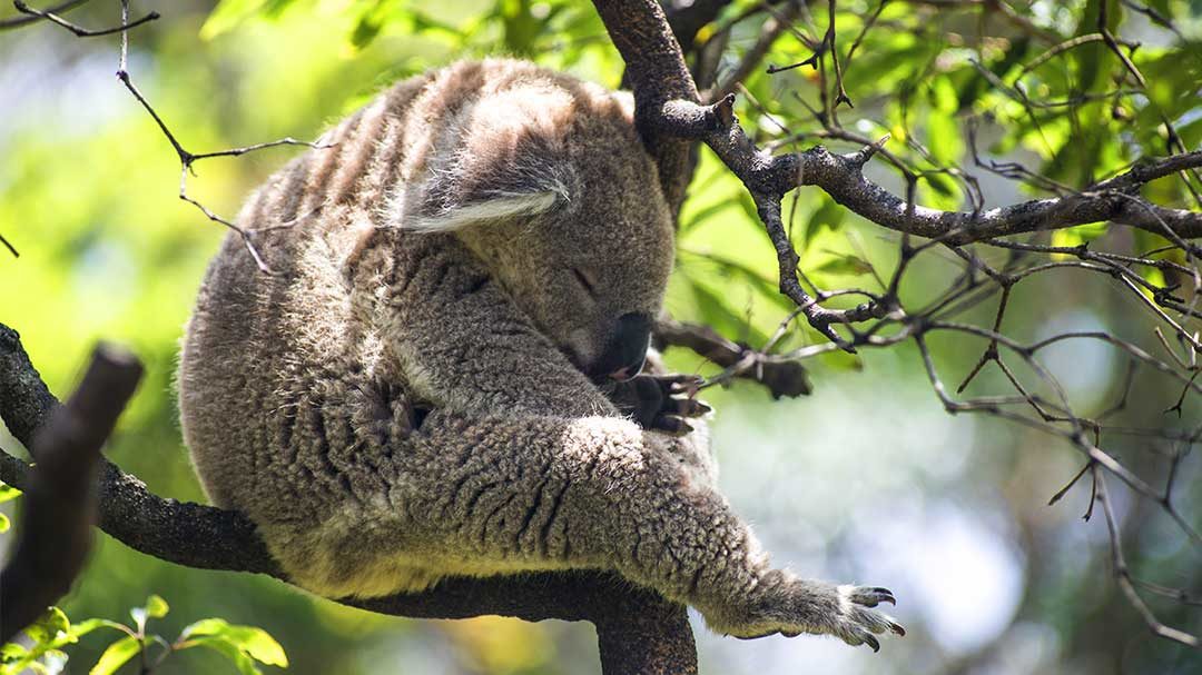 What Do Animals Dream About?