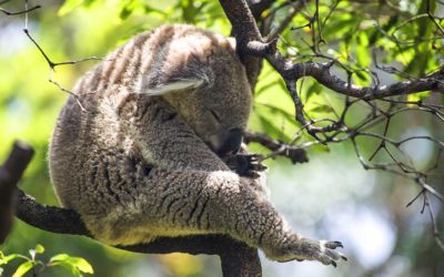 What Do Animals Dream About?