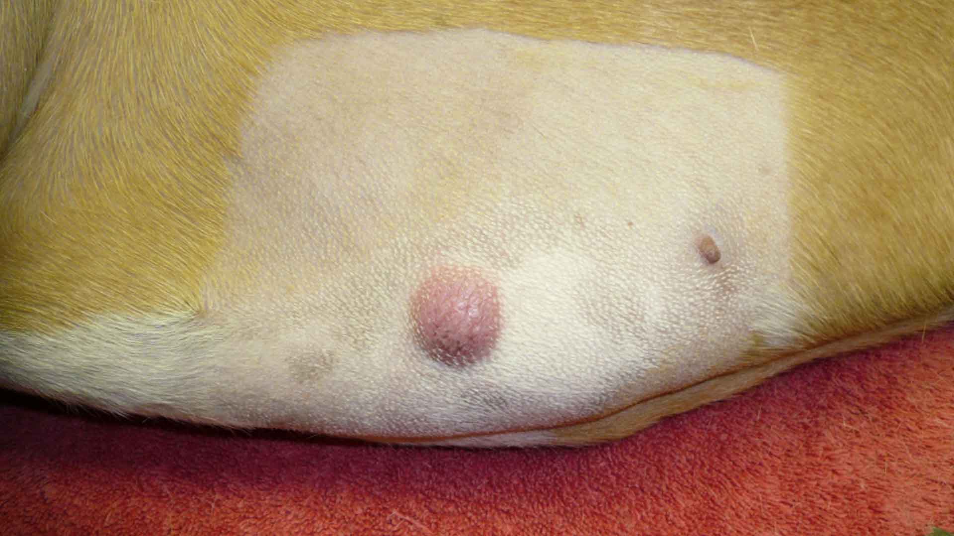 basal cell tumor dog