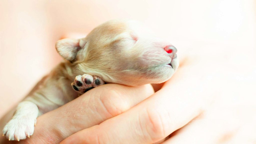 Veterinarians in Rockland County New Clients Animal Medical New City