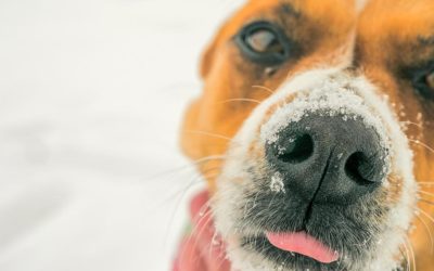 Why Dogs Love (or HATE) The Snow