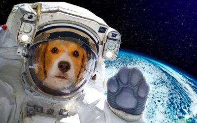 You’ll Live To Be A Hundred (and so will your pet!)