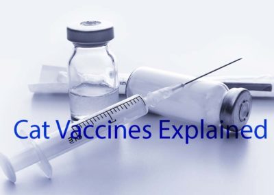 What Kind of Vaccines Do Cats Need?
