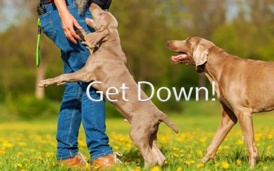 Why Does My Dog Jump On Me?