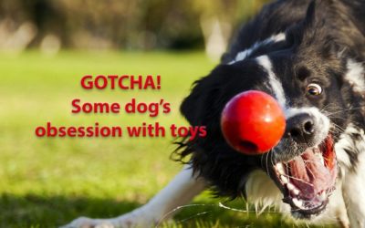 Toy Obsession in Dogs