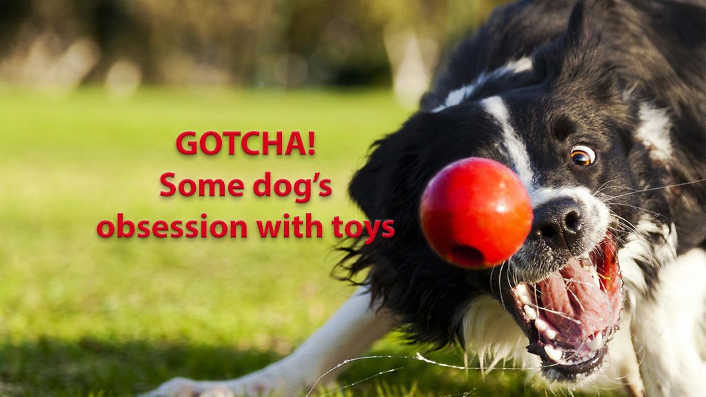 Toy Obsession in Dogs
