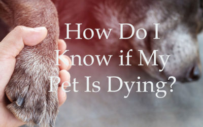 How To Know If My Pet Is Dying